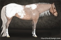 Horse Color:Silver Bay Appaloosa 