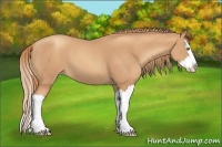 Horse Color:Gold Champagne Splash