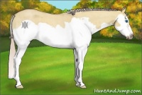 Horse Color:Palomino Roan Dun Splash Frame 