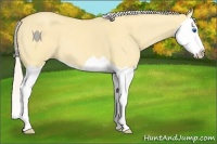 Horse Color:Silver Amber Cream Champagne Dun Splash 