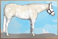 Horse Color:White Spotted Cremello Dun Sabino Splash Rabicano