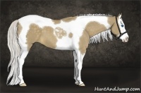Horse Color:Chocolate Palomino Dun Splash Tobiano 