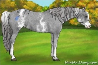 Horse Color:White Spotted Black Appaloosa Rabicano