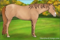 Horse Color:Gold Champagne Splash