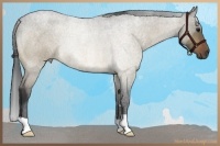 Horse Color:Bay Roan Dun Rabicano Brindle
