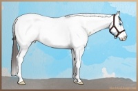 Horse Color:Bay Dun Splash Tobiano Frame Near Leopard 