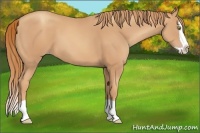 Horse Color:Gold Champagne Splash 