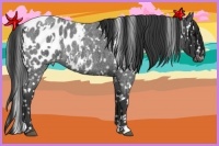Horse Color:White Spotted Blue Roan Blanket 