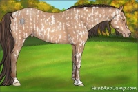 Horse Color:Amber Champagne Appaloosa and Amber Champagne