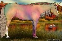 Horse Color:Red Dun Appaloosa