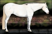 Horse Color:White Spotted Gold Champagne Pearl Appaloosa