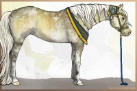 Horse Color:White Spotted Liver Red Dun Onyx Brindle