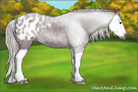 Horse Color:Gray Red Roan Splash Appaloosa