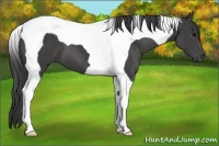 Horse Color:Smoky Black Tobiano 