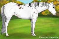 Horse Color:Bay Sabino Appaloosa