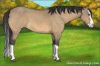 Horse Color:Buckskin Roan Dun Splash 