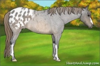 Horse Color:Buckskin Roan Blanket 
