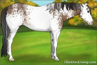 Horse Color:White Spotted Buckskin Roan