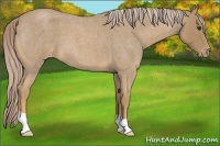 Horse Color:Palomino Roan Appaloosa