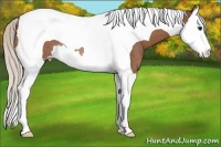 Horse Color:Silver Bay Splash Tobiano Rabicano