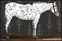 Horse Color:Black Appaloosa Rabicano 