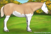 Horse Color:Gold Champagne Splash