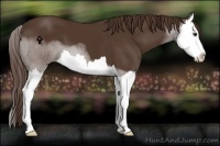 Horse Color:Liver Chestnut Splash 