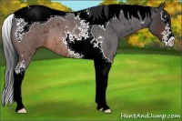 Horse Color:Brown Roan Splash Tobiano Rabicano