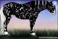 Horse Color:Watercolor Palomino Appaloosa 