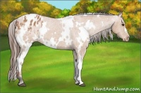 Horse Color:White Spotted Bay Appaloosa 