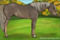 Horse Color:Liver Chestnut Rabicano 