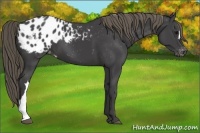 Horse Color:Smoky Black Appaloosa 