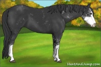 Horse Color:Black Sabino 