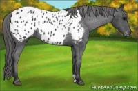 Horse Color:Black Appaloosa 