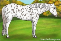 Horse Color:Grullo Appaloosa