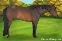 Horse Color:Brown 