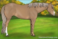 Horse Color:Palomino