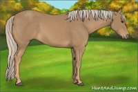 Horse Color:Palomino