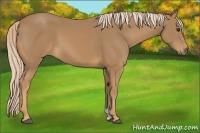Horse Color:Palomino 