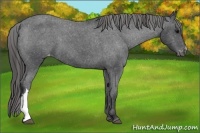 Horse Color:Black Appaloosa 