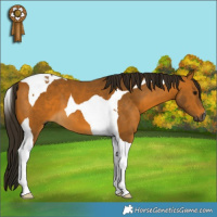 Horse Color:Gray Buckskin Tobiano