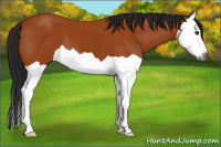 Horse Color:Gray Buckskin Splash 