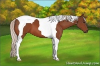 Horse Color:Silver Bay Tobiano 