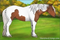Horse Color:Silver Bay Tobiano 