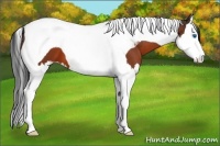 Horse Color:Bay Splash Tobiano 