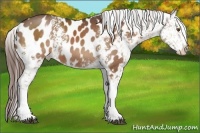 Horse Color:White Spotted Liver Chestnut Appaloosa Rabicano 