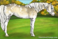 Horse Color:White Spotted Liver Red Onyx Splash 
