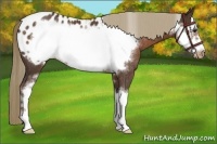 Horse Color:Liver Chestnut Sabino Frame Appaloosa Rabicano