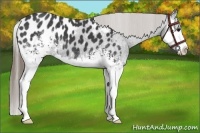 Horse Color:White Spotted Smoky Black Splash Appaloosa 