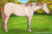 Horse Color:White Spotted Buckskin Pearl 